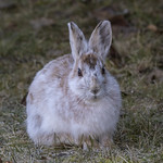 Snowshoe hare