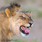 The flehmen response