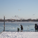 Feeding the Seagulls
