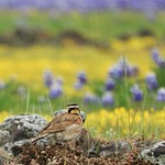 Horned Lark enjoys the spring bloom at Table Mountain.