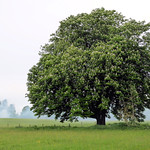 Chestnut Tree
