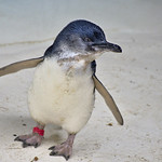 Blue Penguin