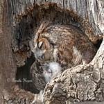Mama loves her little puff ball - (Great-horned Owl mom with two-week-old baby)