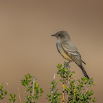 Say's Phoebe