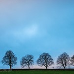 Six Trees
