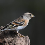 Female Brambling