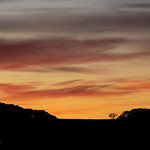 _MG_5847_Snowgum_Flickr