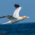 Northern gannet (Morus bassanus)-6352