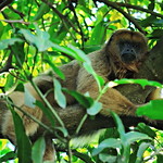 Mi primo el caray&aacute;