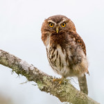 Glaucidium jardinii