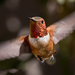 Red red hummer came buzz buzz buzzing along