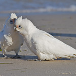 Little Corella - Cacatua sanguinea