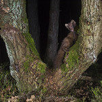 Pine Marten - Boommarter