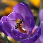 Spring hoverfly