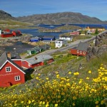 Qaqotoq / Gr&ouml;nland - Blumen in arktischer Region/Flowers in Arctic region