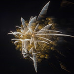 Feu d'artifice...une belle surprise cette fus&eacute;e...