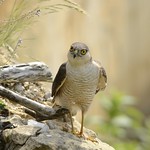 Male Sparrowhawk