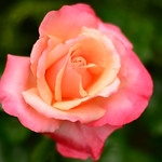 Creamy Rose