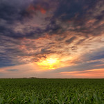 Cornfield Sunset