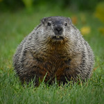 Groundhog