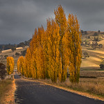 Lined with Gold ........