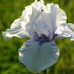 Nearly White Iris