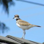 Killdeer pooping