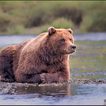 Patiently-Waiting-For-Salmon-Forums