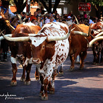 Long Horn Cattle Drive