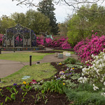 Airlie Gardens Azalea 2018 Festival Prep