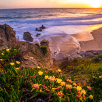 Malibu Sunset California Wildflowers Superbloom! God Spilled the Paint Spring Wildflowers Socal Super Bloom! Elliot McGucken Fine Art Landscape & Nature Photography! ony Vario-Tessar T* FE 16-35mm f/4 ZA OSS Lens
