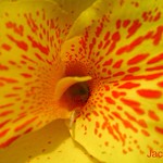 tropical yellow flower