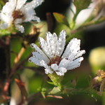 White Heath Aster &ndash; Aster pilosus