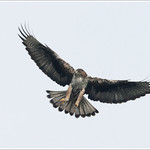 Bonelli's Eagle