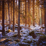 Magical Forest in Filipstad