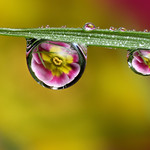Dewdrop/raindrop flower refraction #4