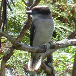 baby Kookaburra