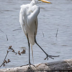Dancing Egret