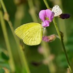 Broad-bordered Grass Yellow (Eurema brigitta)