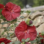 Hibiscus study-9