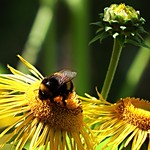 Hidcote Gardens NT Busy Bee