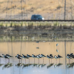 Parallel Lines (Black-necked Stilt)