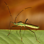 Slender Rice Bug ( Leptocorisa acuta)