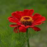 Zinia from my garden.