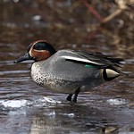 Eurasian Green-wing Teal (Drake)
