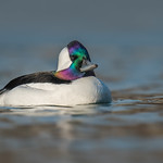 Bufflehead (Male)
