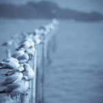 Happiness is...sleep on the tall bed...quackk...