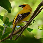 Gonzalito [Yellow Oriole] (Icterus nigrogularis nigrogularis)