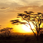 The Serengeti