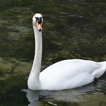 Swan